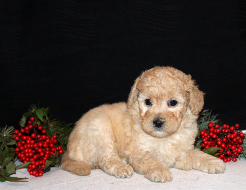 puppy, for, sale, Morki-Poo, Matthew B. Stoltzfus, dog, breeder, Gap, PA, dog-breeder, puppy-for-sale, forsale, nearby, find, puppyfind, locator, puppylocator, aca